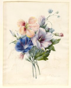 Květy včetně modrého konvolutu, 1836 (čb a bodycolor na pergamenu)